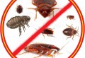 Как эффективно защитить свой дом от клопов и тараканов