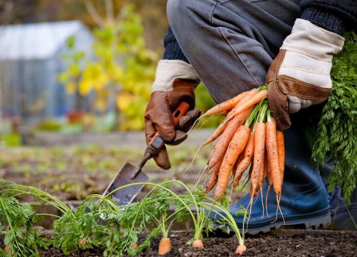 собираем урожай моркови