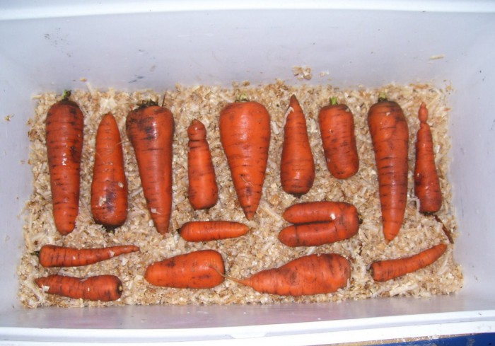 морковь в опилках
