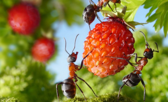 муравьи в землянике