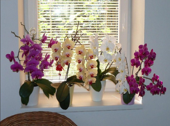 орхидеи на окне