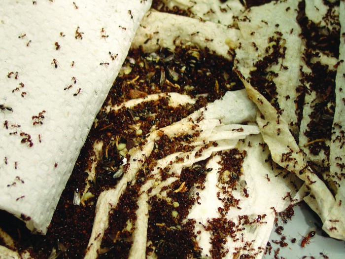 гнездо муравьев