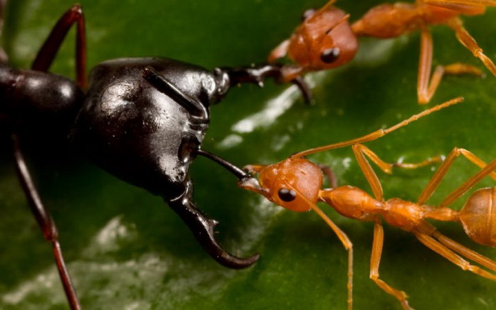 борьба с рыжими муравьями 