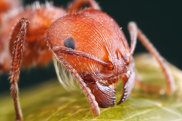 рыжие муравьи в квартире 