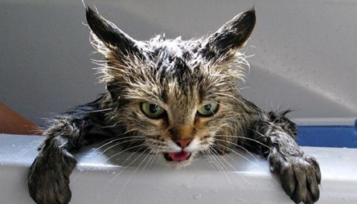 как помыть кота дома