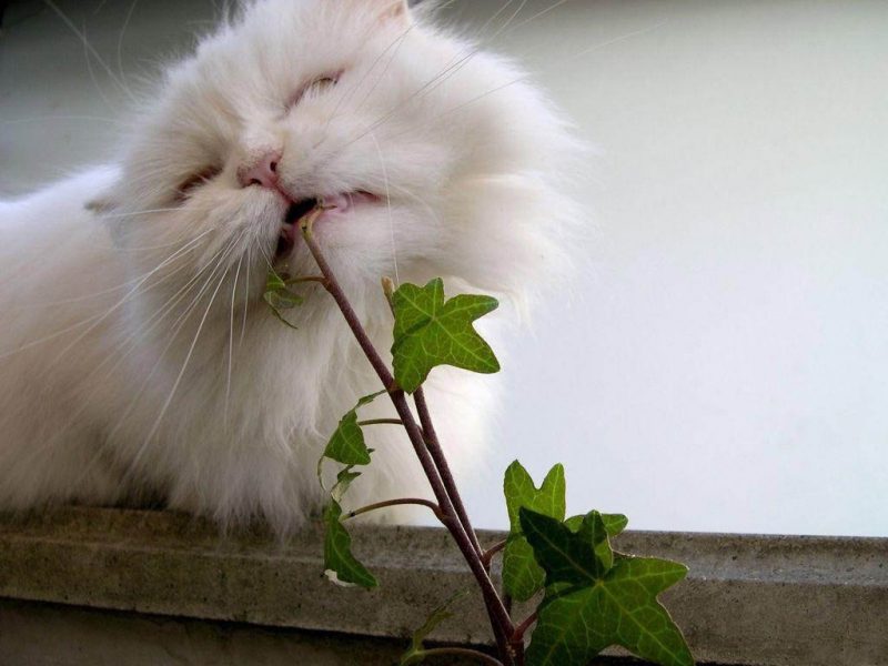 как отпугивать кошек от растений